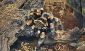 Skuteczne sposoby na schłodzenie terrarium i ochronę jego mieszkańców