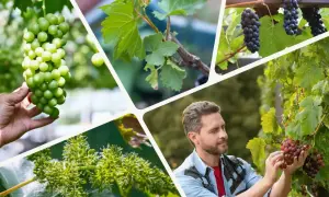 Winnica w różnych fazach wzrostu: od młodych pędów po dojrzałe winogrona. Właściwa ziemia do winogron to klucz do obfitych plonów.