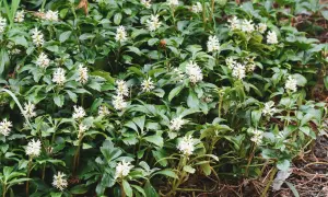 Dichtes Grün mit kleinen weißen Blüten, ein schnellwachsender Bodendecker, der den Boden bedeckt.