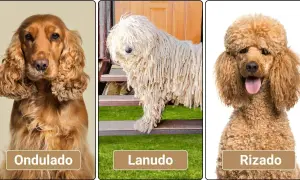 Perro marrón pelo rizado, otro con pelo lanudo y uno con pelo ondulado.