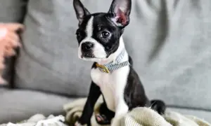 Urocza boston terrier miniaturka siedzi na kanapie, otulona kocem.