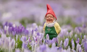 Ein Gartenzwerg mit roter Mütze und Schürze steht im Feld der Krokusse. Ein fröhlicher Anblick aus den 2020er Jahren.