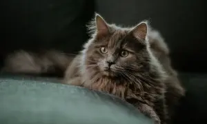 Szary, puszysty kot leży na kanapie, patrząc w obiektyw.