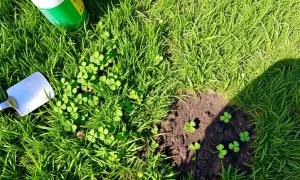 Skuteczne sposoby na pozbycie się stokrotek z trawnika bez wysiłku