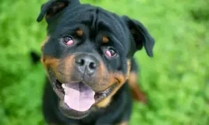 Uśmiechnięty rottweiler z widocznym problemem "cherry eye" u psa. Czerwone, opuchnięte trzecie powieki wymagają uwagi weterynarza.