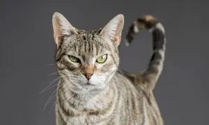 Gato atigrado con ojos verdes intensos, cola enroscada. ¿Quién se atreverá a ponerle el cascabel al gato?