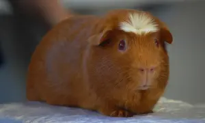 Cobaya peruana con pelaje naranja y una mancha blanca en la cabeza, esperando su comida.