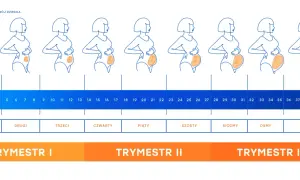 Zmiany sylwetki kobiety w ciąży i rozwój dziecka tydzień po tygodniu. Kiedy badania prenatalne?