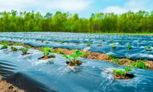 Champ de fraises plantées sur un film de paillage noir, une solution pour que mettre au sol pour éviter les mauvaises herbes.