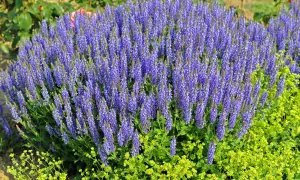 Ein üppiger **Steppen-Salbei** blüht in leuchtendem Lila neben gelben Blüten.