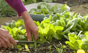 Hände ernten frischen Spinat im Garten. Ein Messer schneidet die grünen Blätter, während eine Schüssel voller Spinat im Hintergrund bereitsteht.