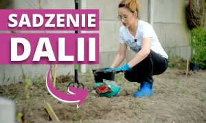 Jak sadzić georginie: krok po kroku, by uniknąć błędów w ogrodzie