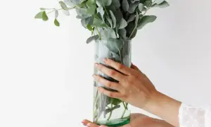 Hände halten eine Glasvase mit frischem Eukalyptus. Tipps zur Eukalyptus Pflege für langanhaltende Schönheit.