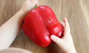 Kleine Hände halten eine rote Paprika. Wann ist Paprika für Babys geeignet? Ab dem 6. Monat kann man mit Beikost beginnen.