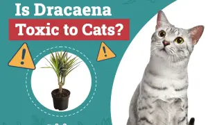 A silver tabby cat looks up at a potted Dracaena plant, with text asking "Is Dracaena Toxic to Cats?".