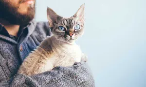 Kolory Devon Rex: Jakie są najpiękniejsze umaszczenia tej rasy?