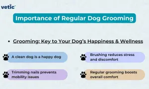 Discover essential dog grooming tips! Learn how regular grooming boosts your dog's happiness, wellness, and comfort, preventing issues like stress and mobility problems.