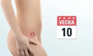 Gravid v 10 mage med en illustration av ett foster i livmodern. Kalenderikon visar vecka 10.