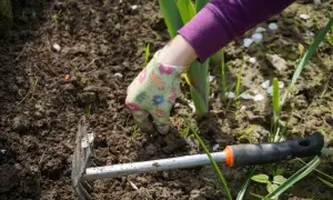 Chwast z rozłogami: jak skutecznie go zidentyfikować i zwalczyć