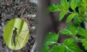 Małe muszki na pomidorach, zarówno dorosłe osobniki, jak i ich larwy, żerują na młodych roślinach, powodując szkody.