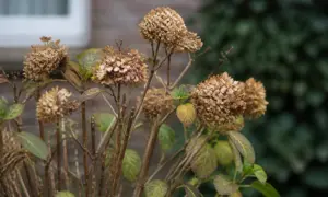 Trockene Hortensienblüten im Herbst, bereit für den Rückschnitt. Die braunen Blütenköpfe hängen an dünnen Stielen, einige Blätter sind noch grün, andere verfärbt.