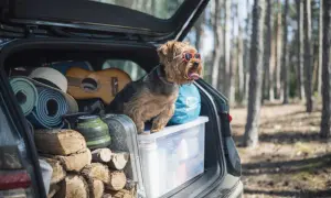 En hund med solglasögon sitter i en bil fullastad med ved, gitarr, liggunderlag och en kaffepanna. Det ser ut som att någon har tänkt på att packa bilen smart för en utflykt.