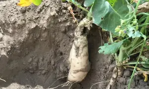 Wyciągnięta z ziemi rzepa oleista, która stanowi cenny poplon. Jej biały korzeń jest widoczny wraz z zielonymi liśćmi.