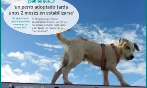 Un perro adoptado tarda unos 2 meses en estabilizarse. Dale tiempo para conocer su nueva vida y recuperar su "perronalidad".
