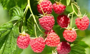 Reife Himbeeren hängen an Zweigen. Bald werden sie geschnitten und zu leckerem Kuchen verarbeitet.