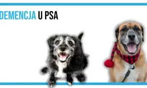 Dwa psy, jeden starszy, z siwiejącą sierścią, drugi młodszy, w świątecznej chustce. Temat: demencja u psa.