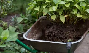 Przesadzanie hortensji. Krzak z bryłą korzeniową w taczce, gotowy do nowego miejsca w ogrodzie.