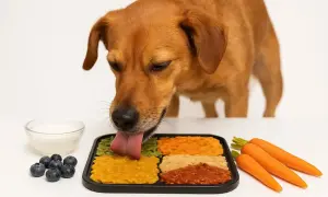 Brauner Hund schleckt von einer Schleckmatte mit verschiedenen Pürees. Daneben Blaubeeren, Joghurt und Karotten. Perfekt zum Einfrieren!