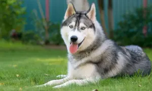 Pies jak husky – rasy o podobnym wyglądzie i charakterze, które warto poznać