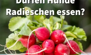 Ein Haufen frischer Radieschen mit grünen Blättern. Die Frage "Dürfen Hunde Radieschen essen?" steht im Vordergrund.