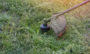 Kosiarka wykonuje mulczowanie trawy, pozostawiając drobno skoszone źdźbła na trawniku.