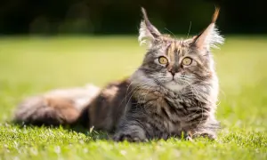 Majestatyczny maine coon o dzikim spojrzeniu leży na trawie. Jego charakter, pełen łagodności i dumy, emanuje z każdego włosa.