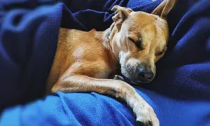 Un perro de pelaje canela duerme plácidamente envuelto en mantas azules. Quizás sueñan los perros con perseguir ardillas o recibir caricias.