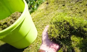 Dłoń trzyma kępę mchu i trawy obok zielonego pojemnika.