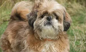 Uroczy piesek rasy shih tzu, z puszystą sierścią w odcieniach brązu i beżu, stoi na trawie.