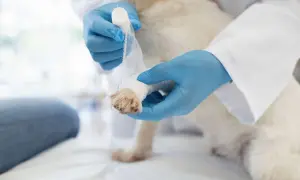 Weterynarz opatruje łapę psa, która ucierpiała przez rozciętą poduszkę.