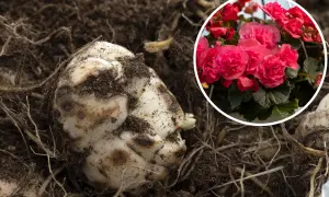 Bulwa begonii w ziemi, obok kwitnących, różowych kwiatów. Czy begonia jest wieloletnia? Tak, z tej bulwy wyrośnie piękna roślina.