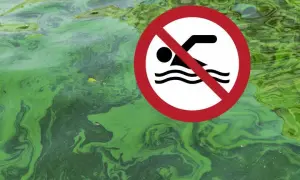 Jak wyglądają sinice w Bałtyku i dlaczego warto je znać