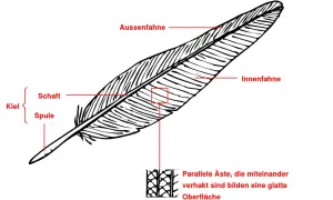 Detailansicht einer Vogelfeder mit Beschriftung von Kiel, Schaft, Spule, Außenfahne und Innenfahne. Die federarten vogel sind hier gut erkennbar.