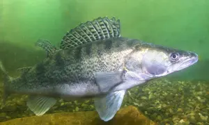 Ein Zander schwimmt im trüben Wasser über Kies. Seine schuppige Haut und die markante Rückenflosse sind gut erkennbar. Er sucht nach Zander Nahrung.