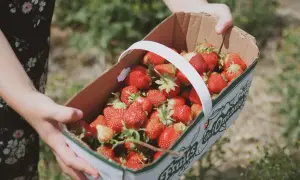 Ile można zarobić na truskawkach w Holandii? Zaskakujące fakty o zarobkach