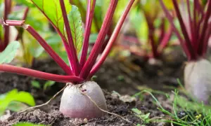 Młode buraki z czerwonymi łodygami rosnące w ziemi. Idealne do zbioru, gdy nadejdzie czas, po czym siać buraki.