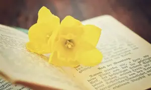Dwa żółte żonkile spoczywają na otwartej księdze, której strony zdobią stare litery. To ewangelia św. Jana, symbolizująca nadzieję i odrodzenie.