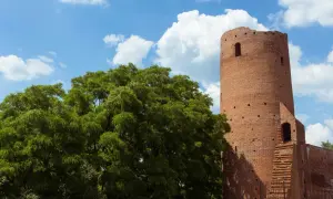 Ceglana wieża, jeden z zamków na Mazowszu, góruje nad zielonym drzewem w słoneczny dzień.