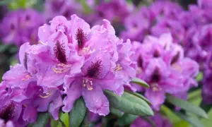 Nahaufnahme von violetten Rhododendronblüten mit Wassertropfen. Diese winterharte Sorte blüht üppig.
