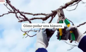 Manos enguantadas podan una higuera con tijeras de podar. El cielo azul y las nubes forman el fondo.